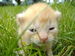 Kitten.jpg