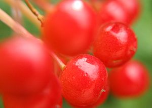 Berries.jpg